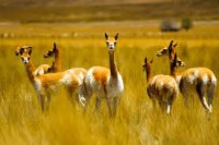 /album/fotogaleria-camelidos-sudamericanos/images-8-jpg/